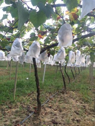 點(diǎn)擊查看原圖